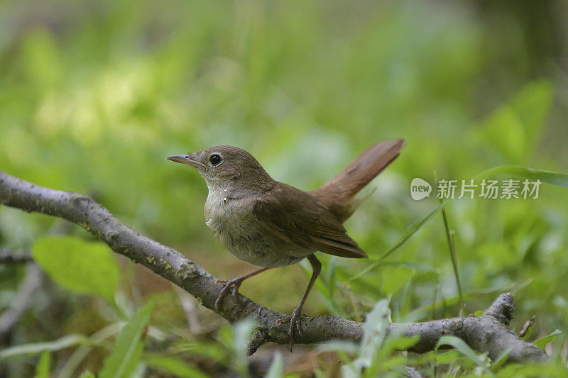 夜莺（Luscinia megarhynchos）